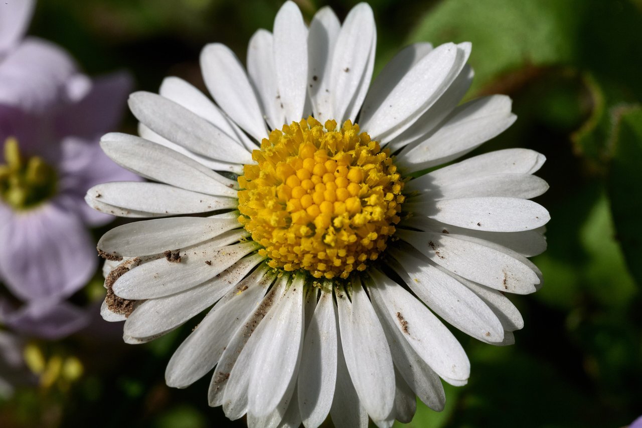 Bellis perennis v trávníku, drobná bílá sedmikráska s narůžovělými okraji, sedmikráska chudobka vyfotografovaná ve Frankfurtu