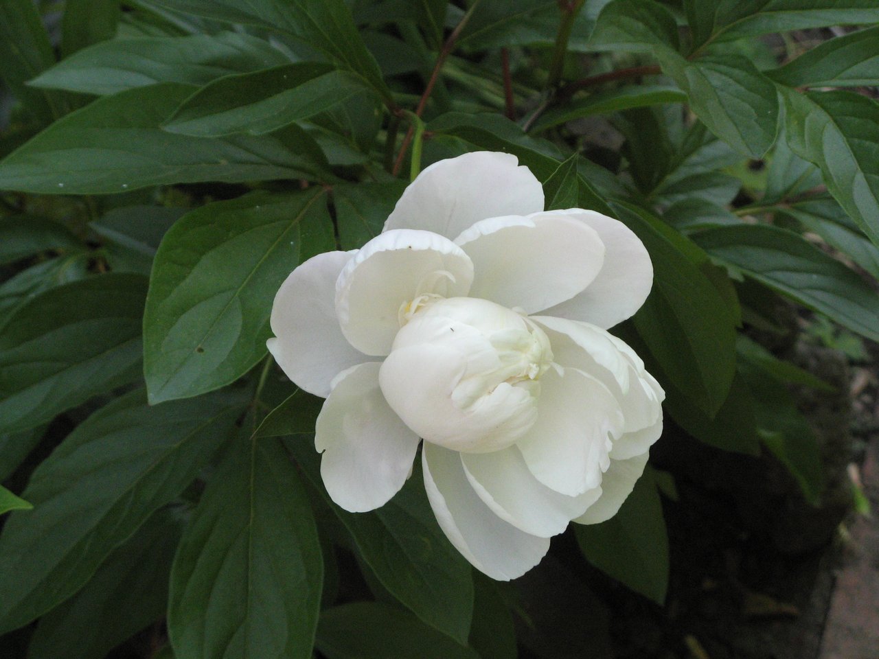 Bílá pivoňka (Paeonia lactiflora) s plnými okvětními lístky na začátku léta