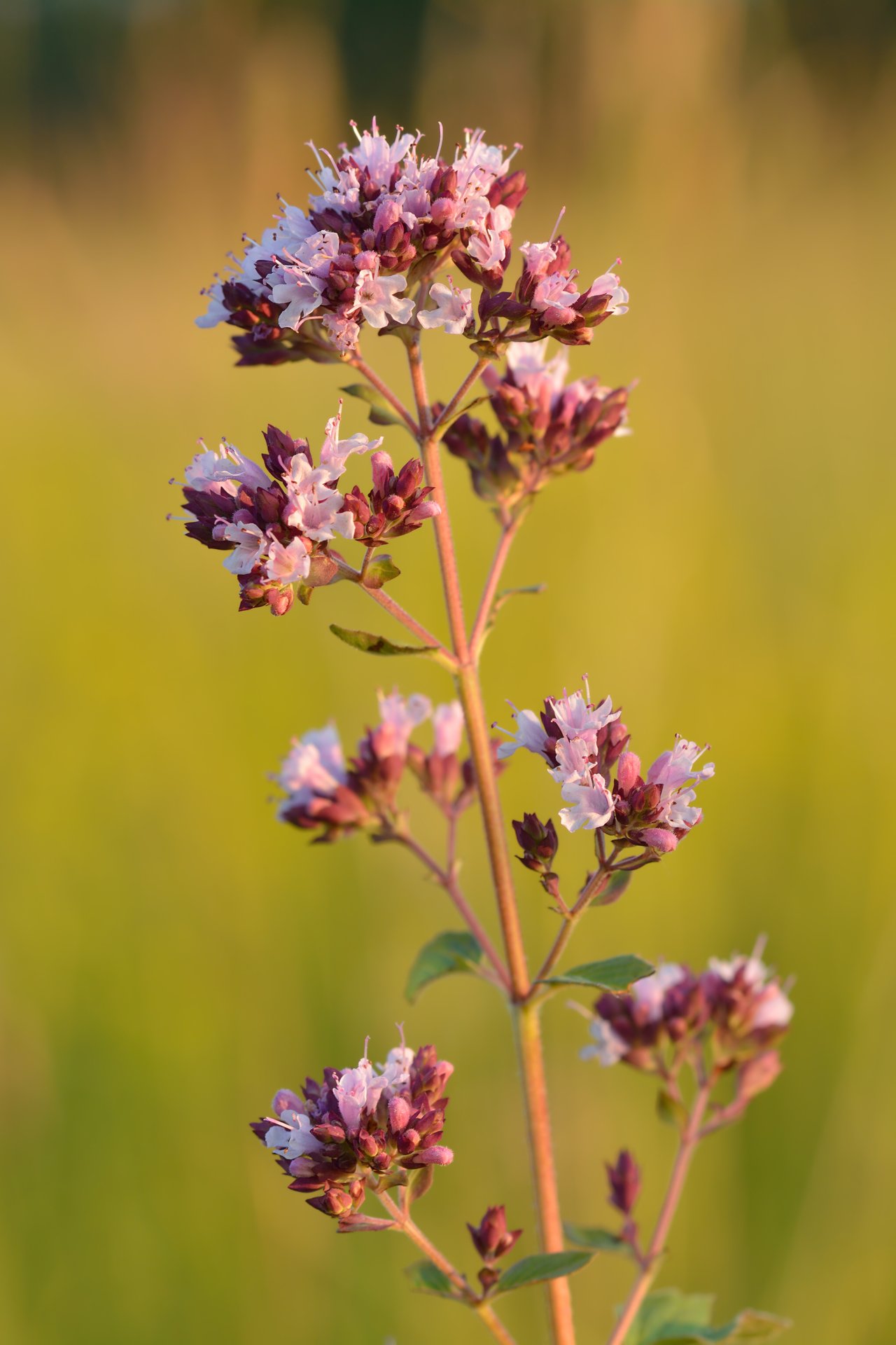 Plant d'origan aux petites feuilles et tiges ramifiées
