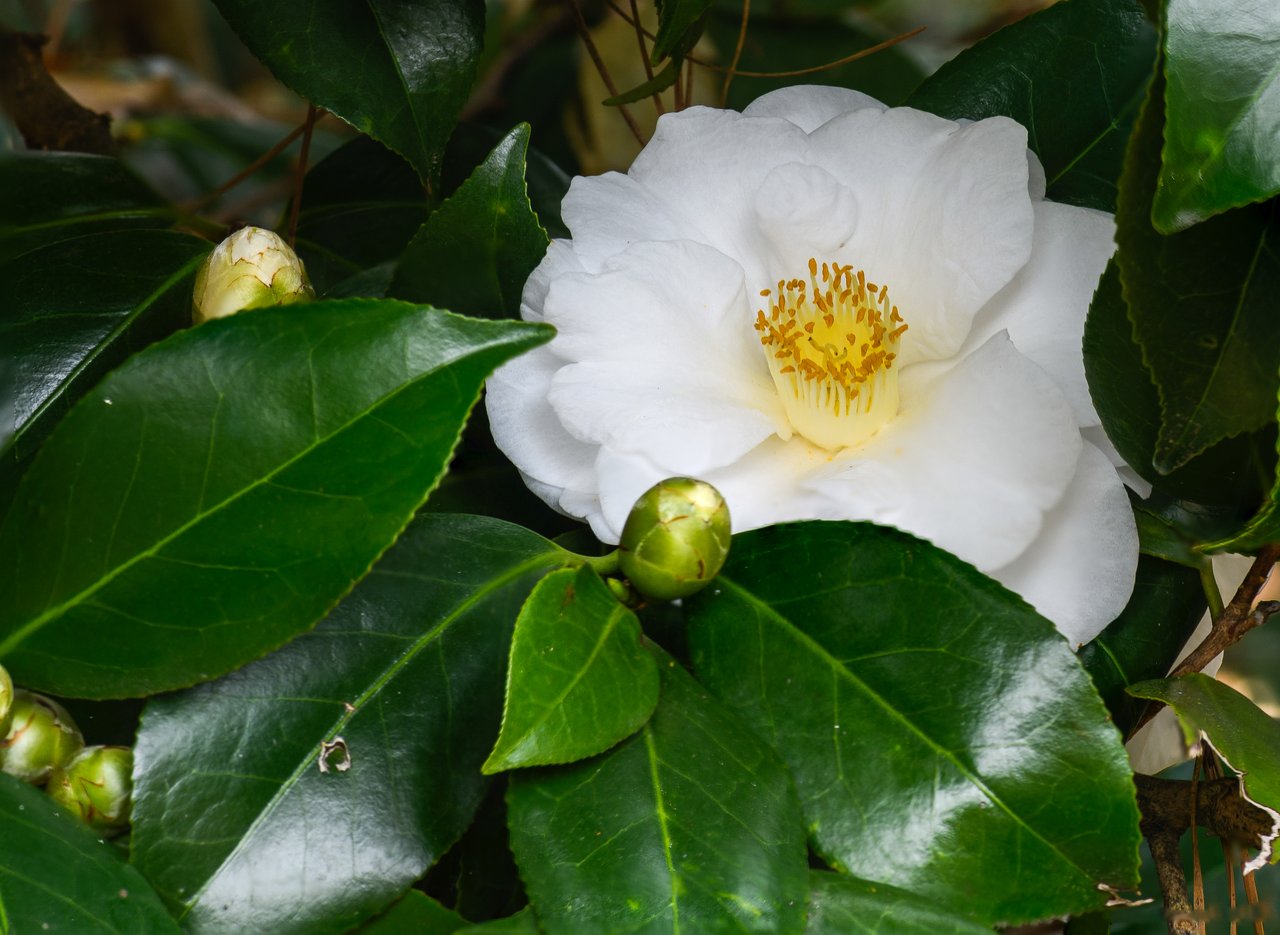 Camellia japonica blanc en fleur au Norfolk Botanical Garden, admiration silencieuse et pureté, fleur emblème de Coco Chanel depuis 1923.