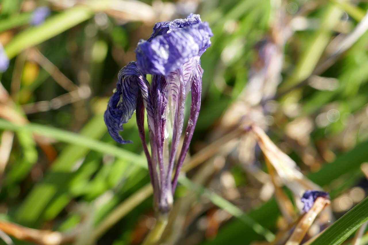 Fleur bleu lavande d'iris d'Alger au cœur de l'hiver
