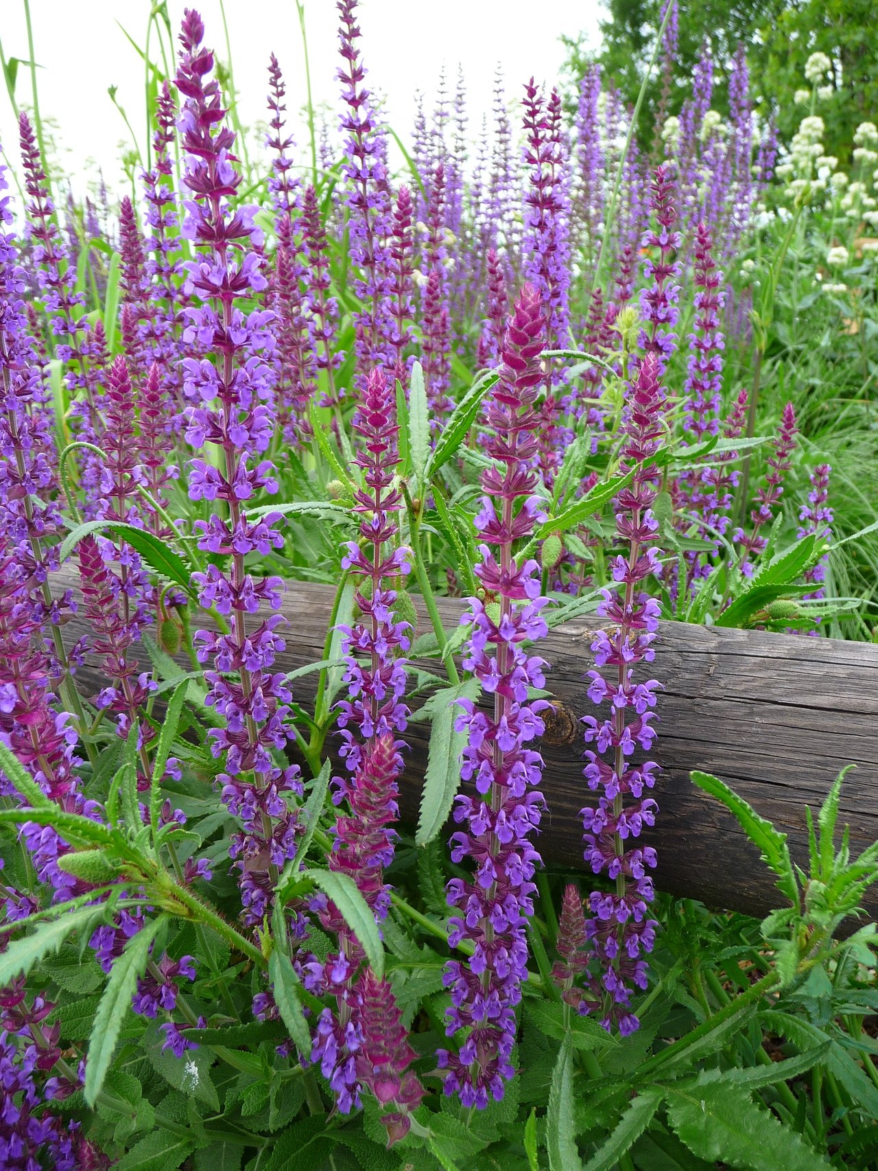 Fialové klasy šalvěje hajní (Salvia nemorosa) v záhonu