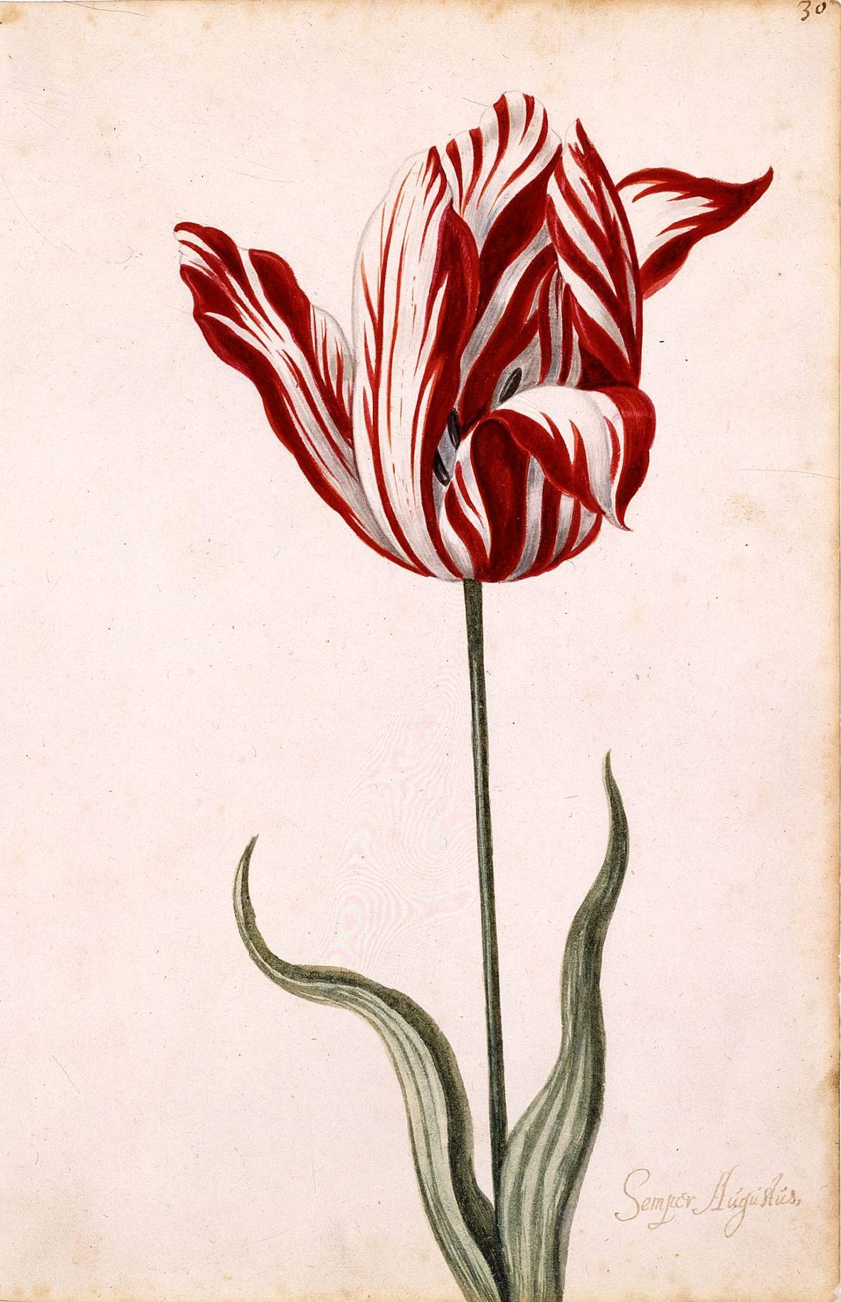 Tulipa Semper Augustus, aquarelle anonyme du XVIIe siècle, cultivar à stries rouges et blanches qui atteignit 6 000 florins au pic de février 1637