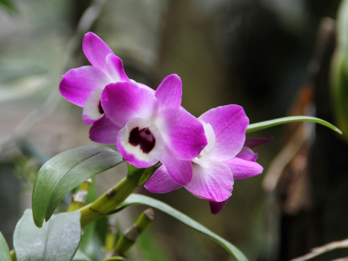 Gros plan sur une fleur d'orchidée bambou aux pétales clairs et au cœur pourpre velouté