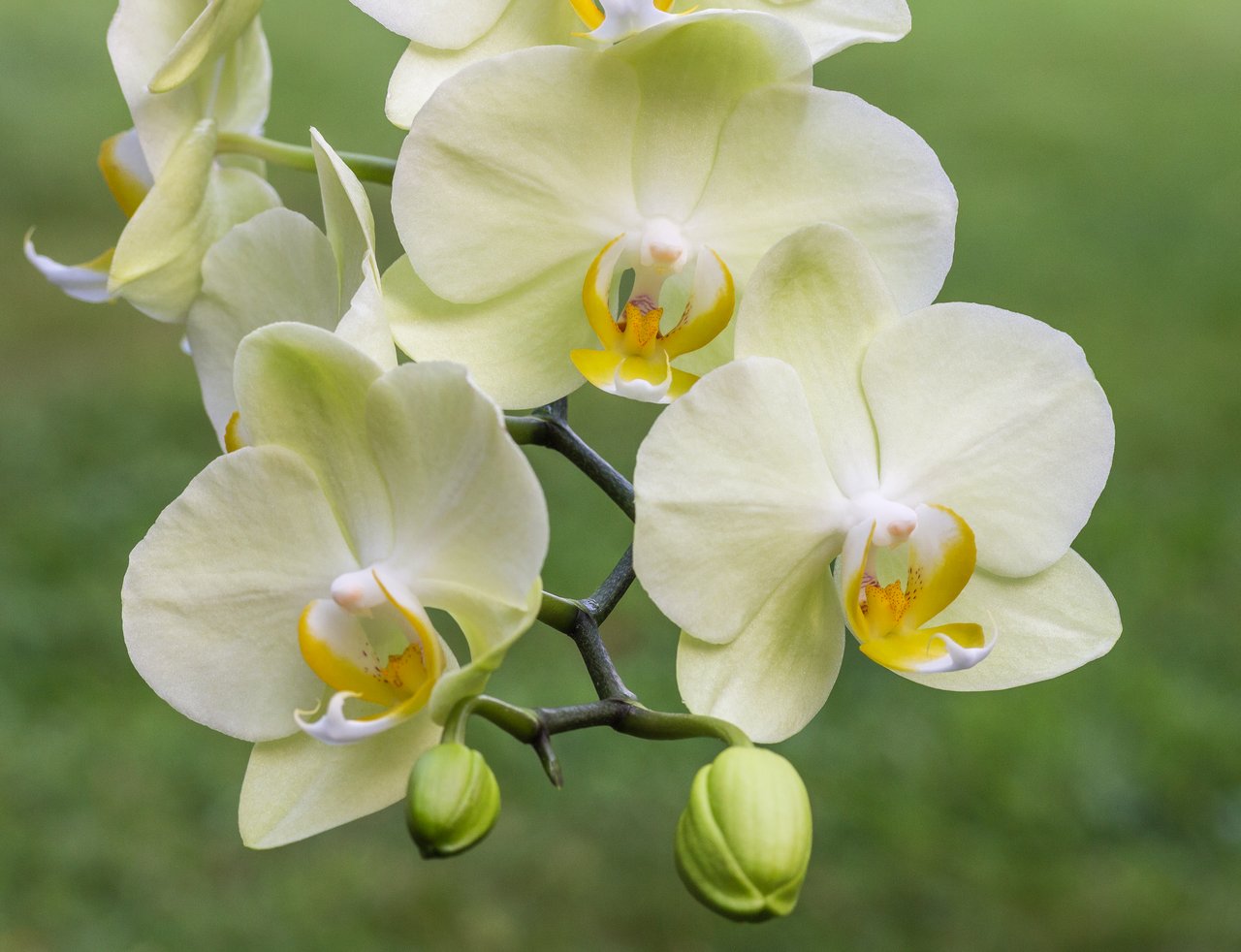 Orchidée Phalaenopsis blanche en pot, plante d'intérieur fleurie longue durée, archétype du cadeau qui refleurit