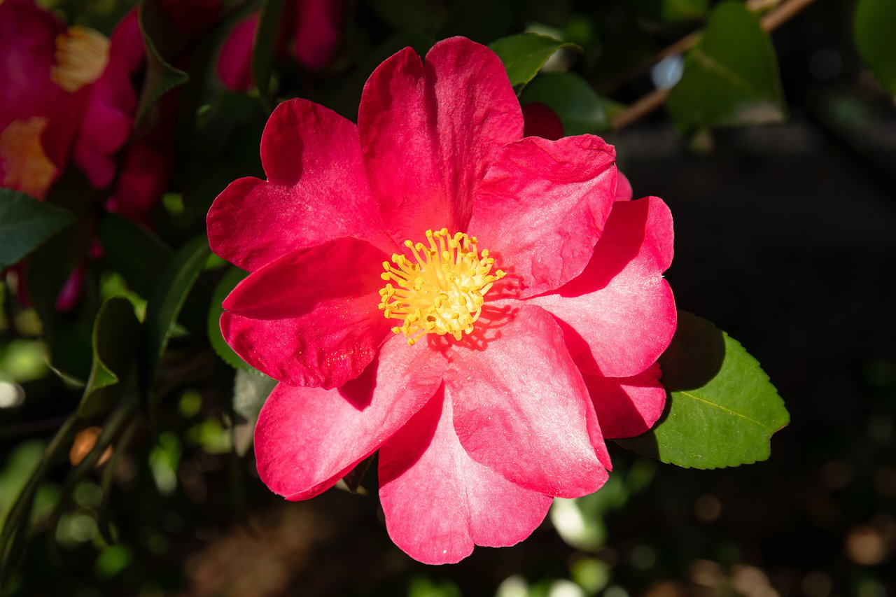 Fleur de camélia d'hiver rose pâle en janvier