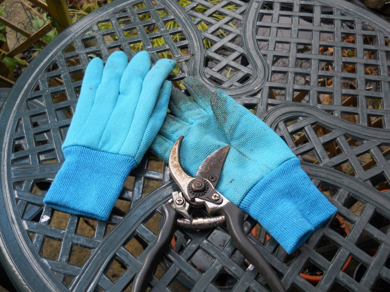 Gants de jardinage bleus posés à côté d'un sécateur de taille, duo de base du jardinier