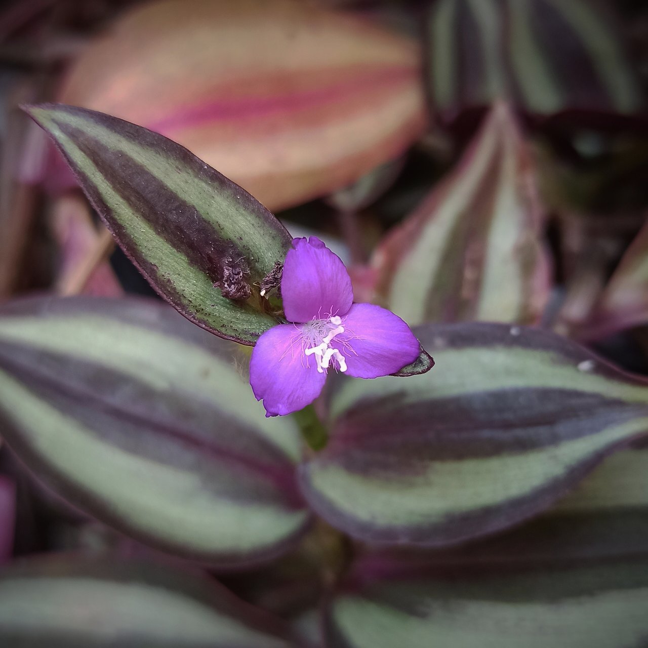 Feuillage rayé violet et argenté de tradescantia zebrina