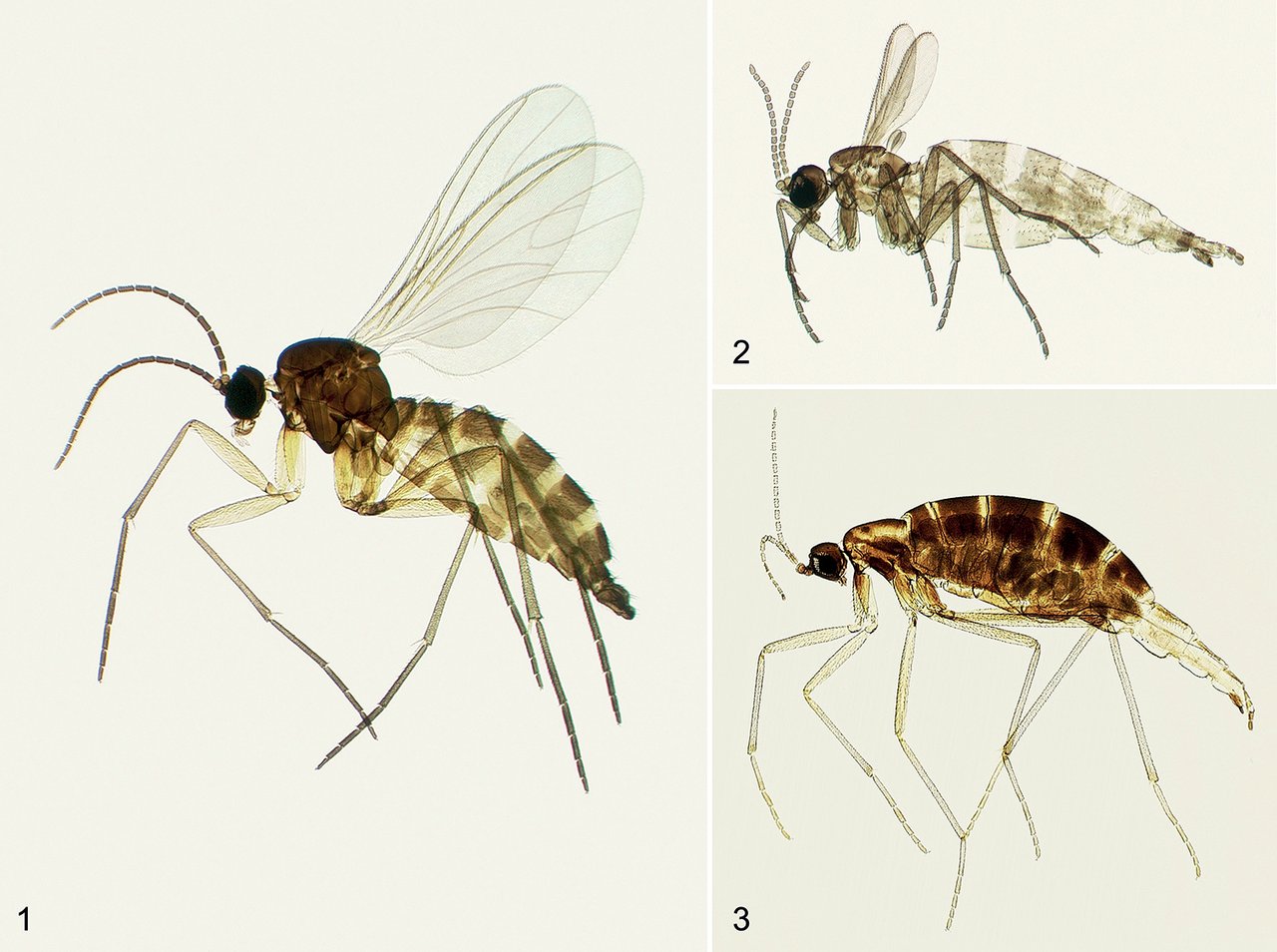 Vědecká určovací tabule dospělých smutnic (Sciaridae, Bradysia) z hřbetního a bočního pohledu