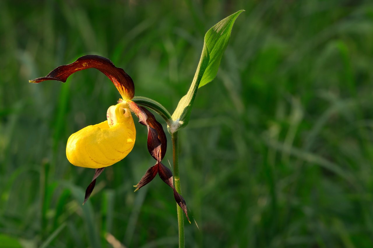 Žlutý střevíčkovitý květ orchideje střevíčníku v podrostu