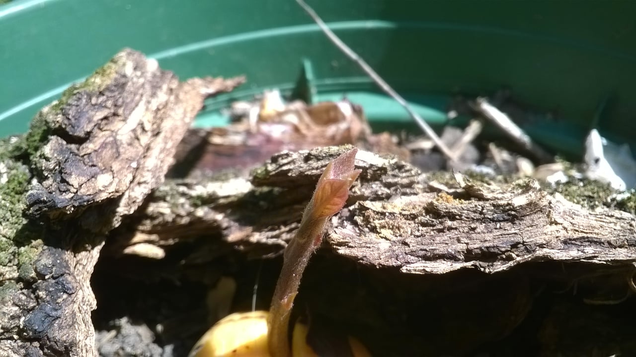 Noyau d'avocat germé en pot avec tige et premières vraies feuilles, étape finale de la chronologie de germination