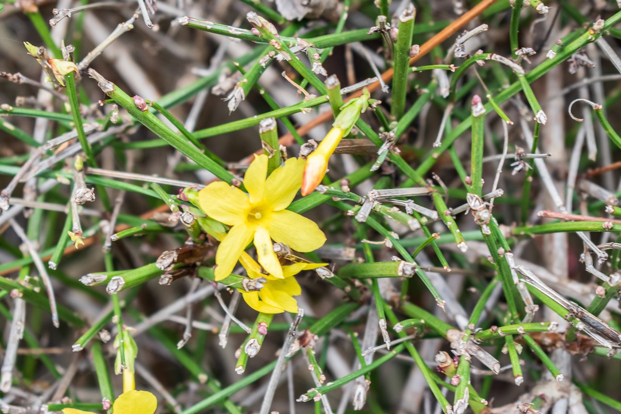 Fleurs jaunes de jasmin d'hiver sur rameaux verts presque nus