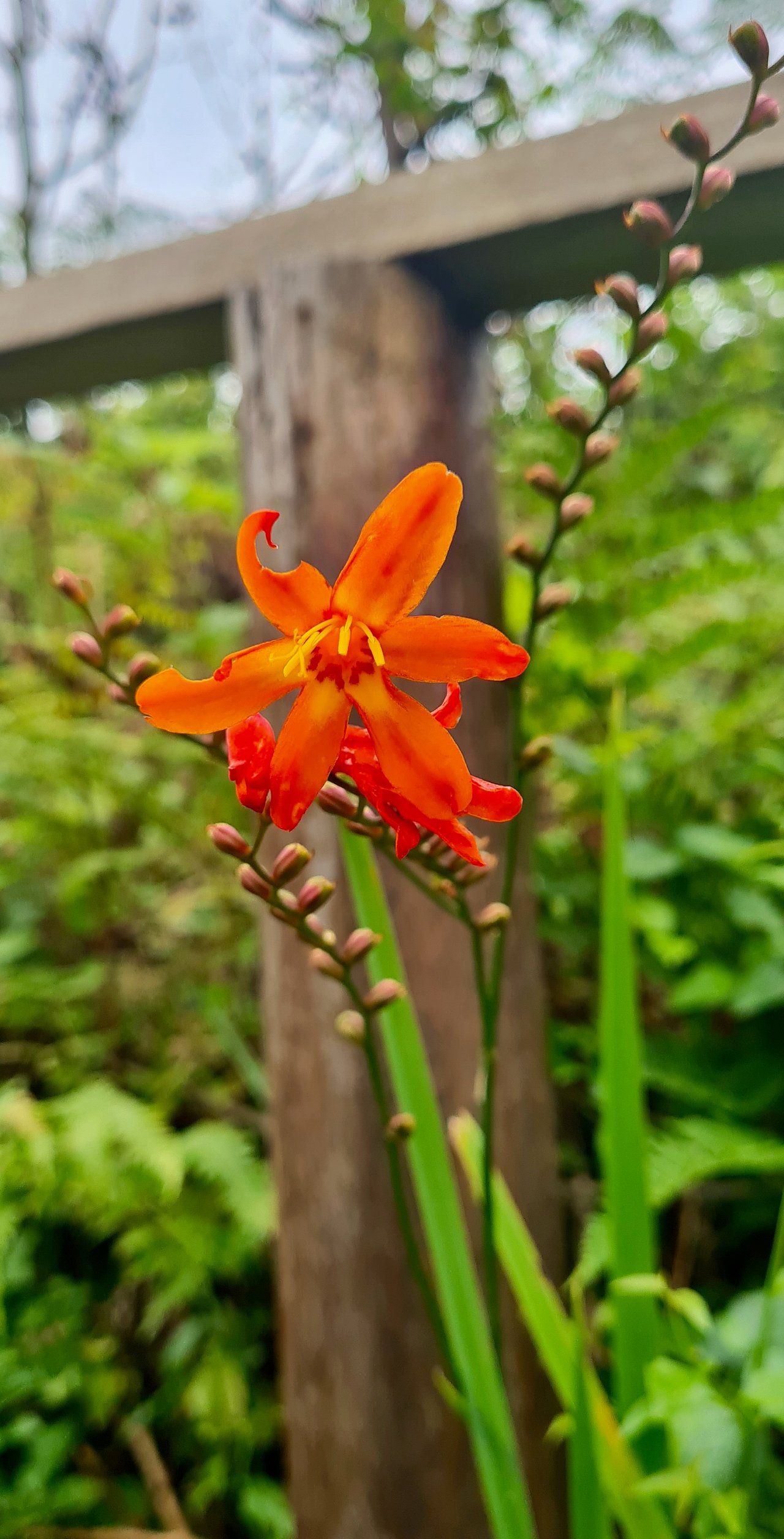 Épis arqués de crocosmia orange vif