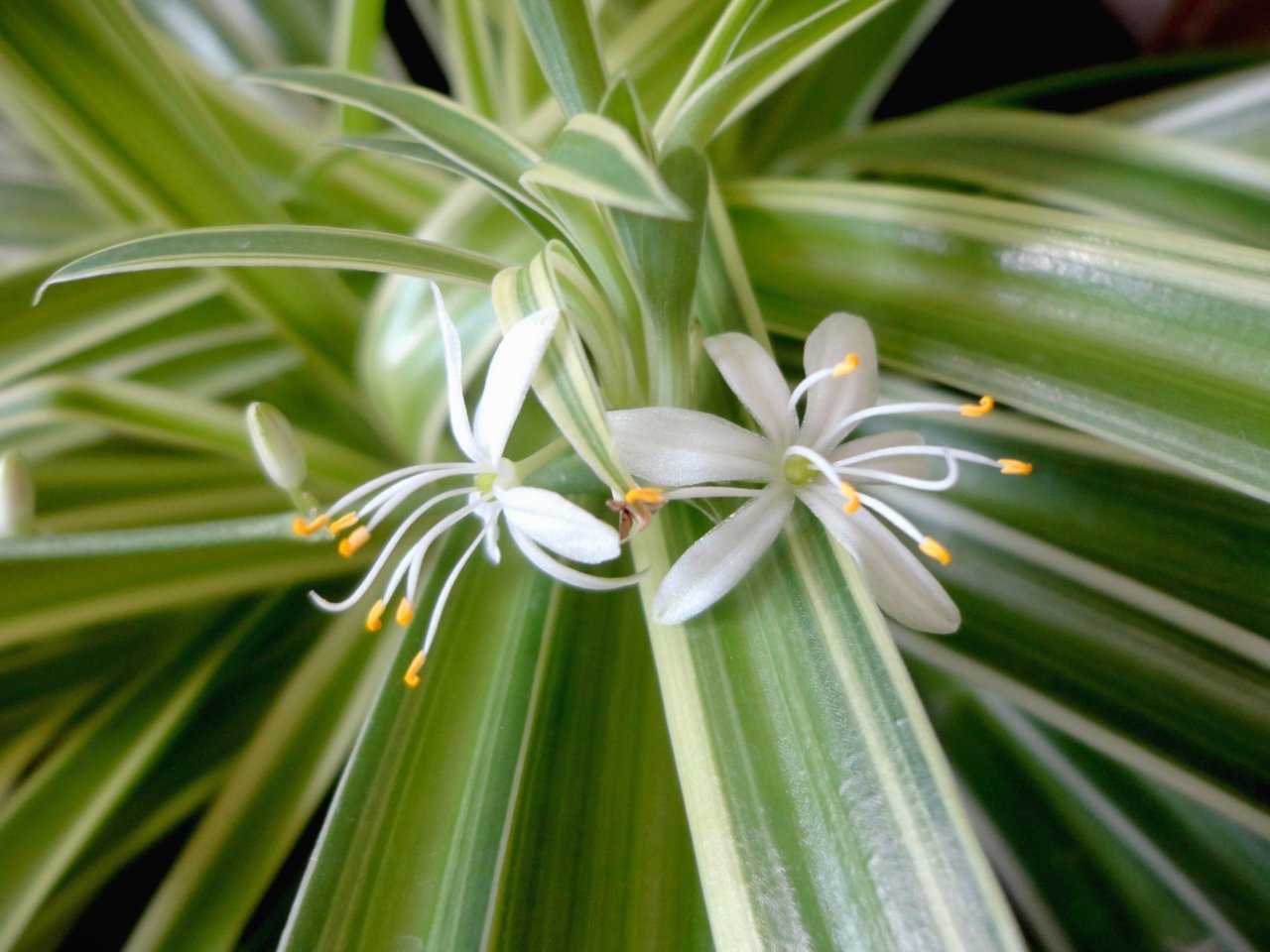 Touffe rubanée de plante araignée avec ses stolons