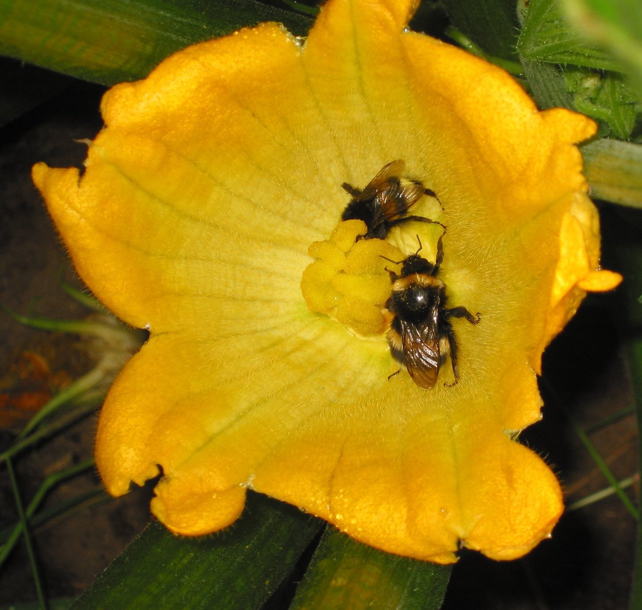 Fleur femelle jaune de courgette (Cucurbita pepo) visitée par un bourdon terrestre sur pied vigoureux