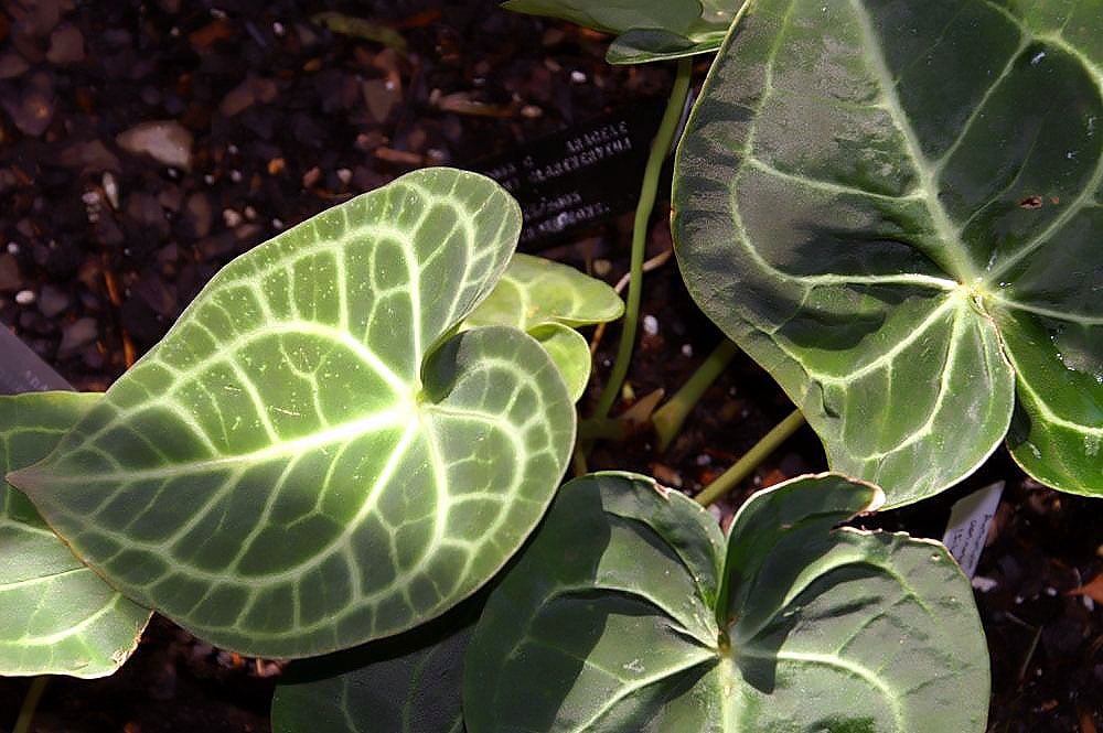 Feuille de velours sombre de l'anthurium clarinervium aux nervures blanches
