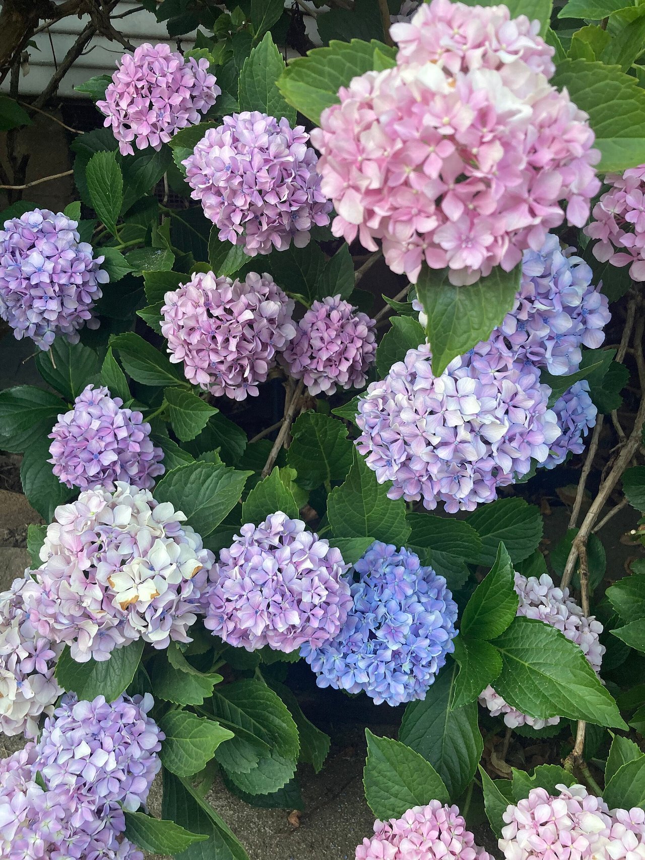 Viacfarebná hortenzia ružová fialová modrá na jednom kríku, celé spektrum Hydrangea macrophylla podľa gradientu pH koreňovej zóny