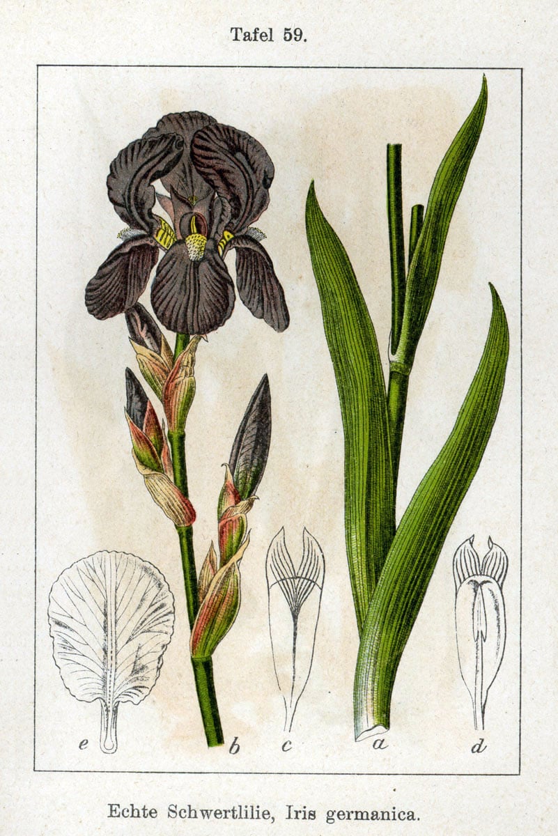 Botanická tabuľa Iris germanica od Jacoba Sturma (Deutschlands Flora), anatómia 3 fall lístky 3 štandardy 3 čnelky, rytina z 19. storočia, voľné dielo