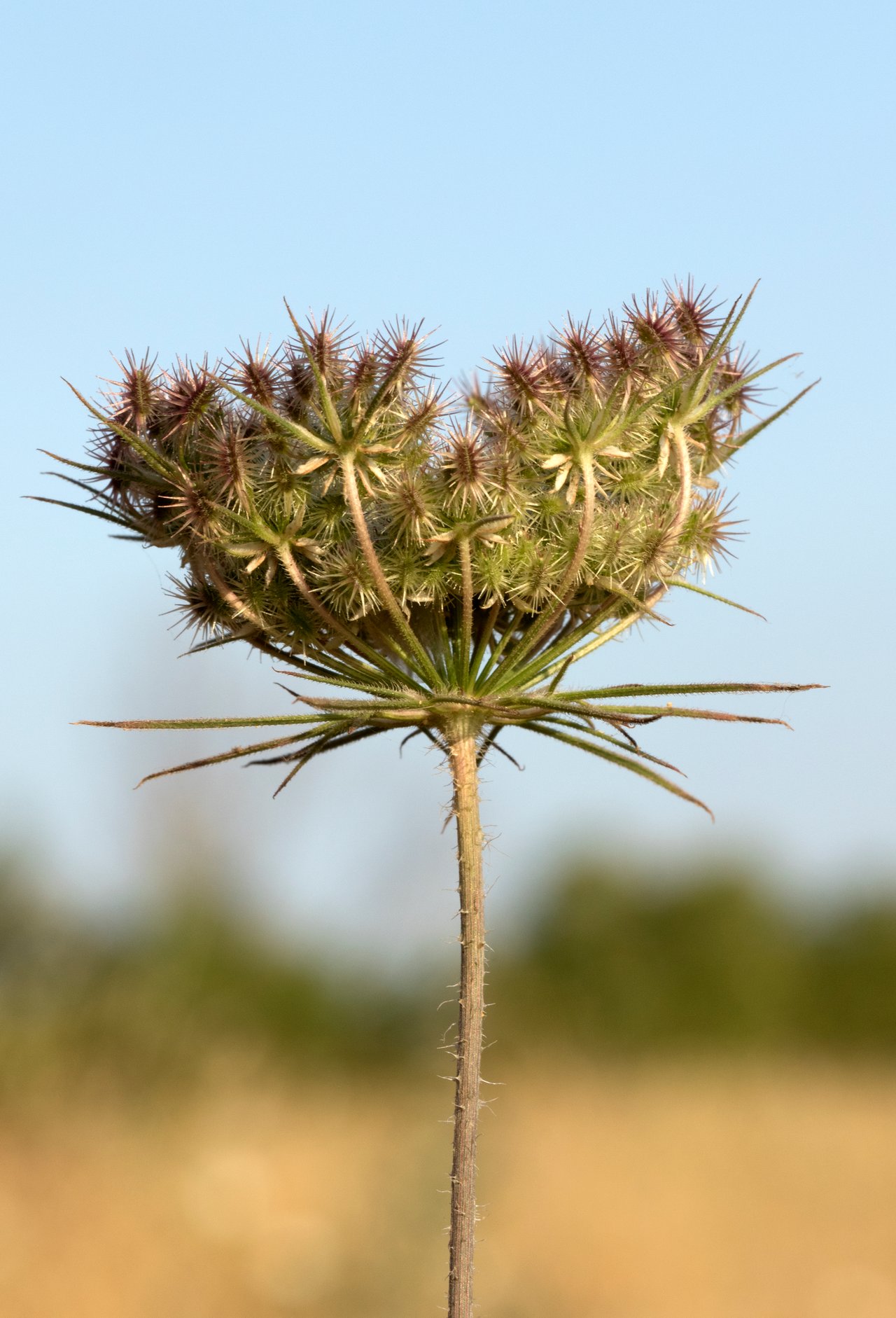 Súkvetie mrkvy obyčajnej (Daucus carota) zblízka, biely zúbkovaný okolík s charakteristickým purpurovým stredom