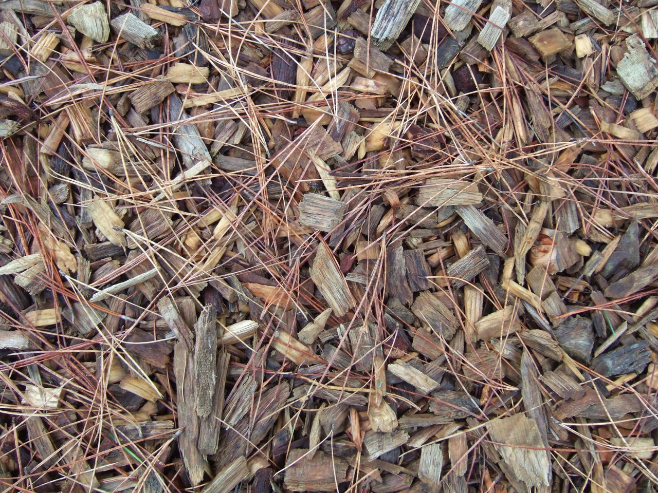 Paillis de bois raméal fragmenté au jardin RHS de Wisley