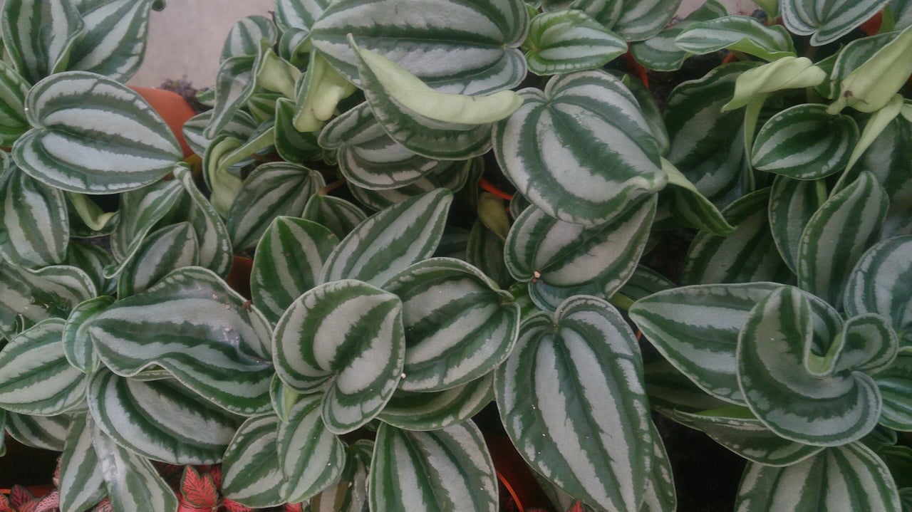 Feuilles rayées rappelant la pastèque de la peperomia watermelon