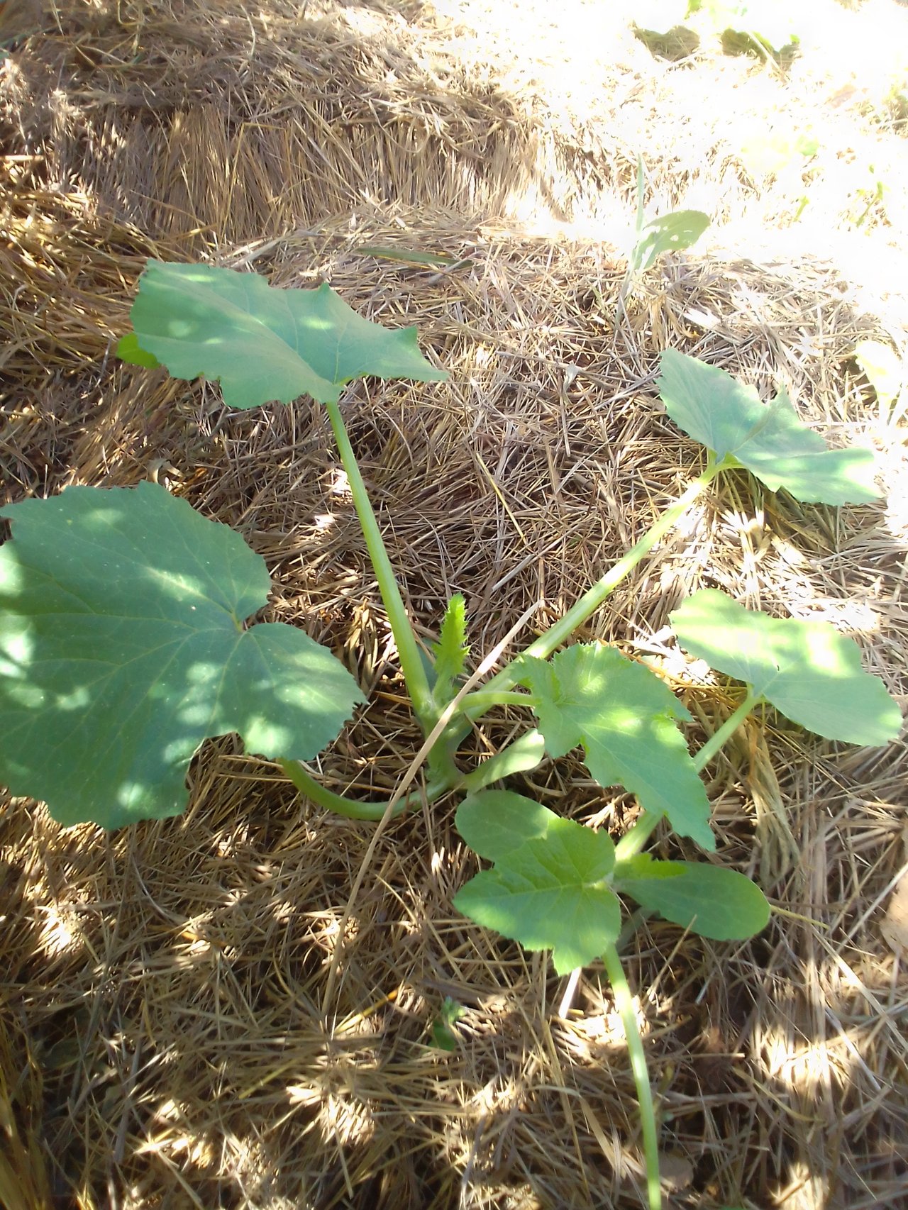 Pied de courgette paillé en agroécologie, paillis organique étalé autour du collet