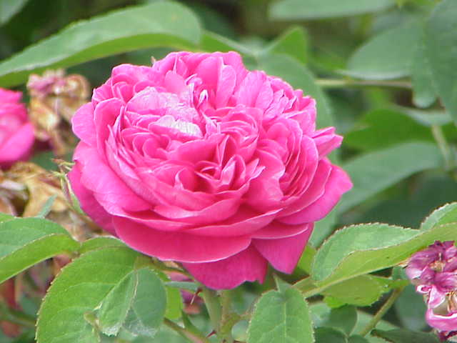Rosa × damascena en fleur, rose de Damas rapportée par les Croisés, signification botanique et parfumerie