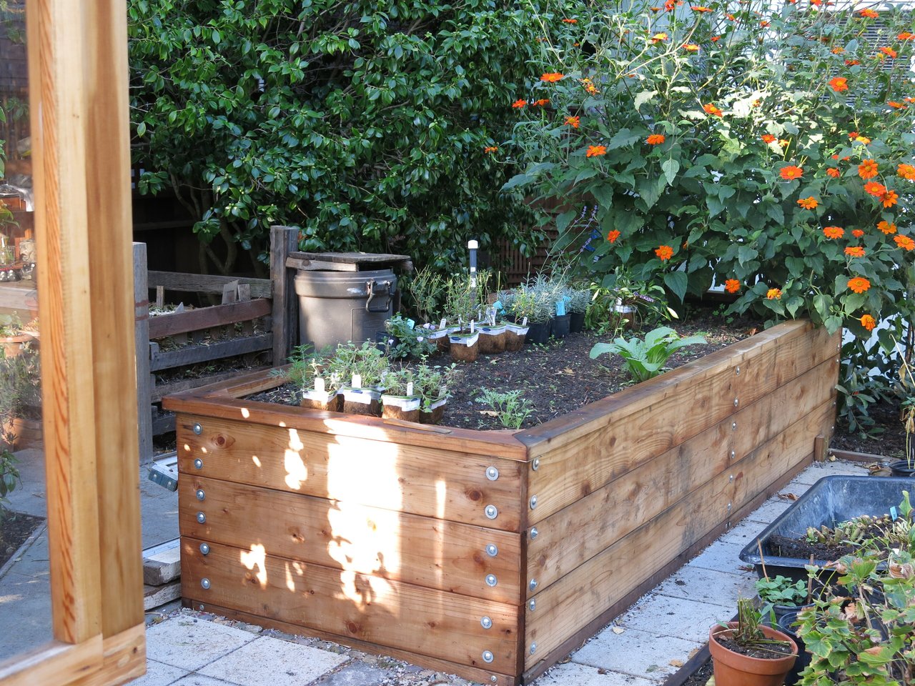 Potagers surélevés en bois rouge alignés dans un jardin nourricier de Berkeley, Californie, cadres assemblés au cordeau et cultures variées en croissance.