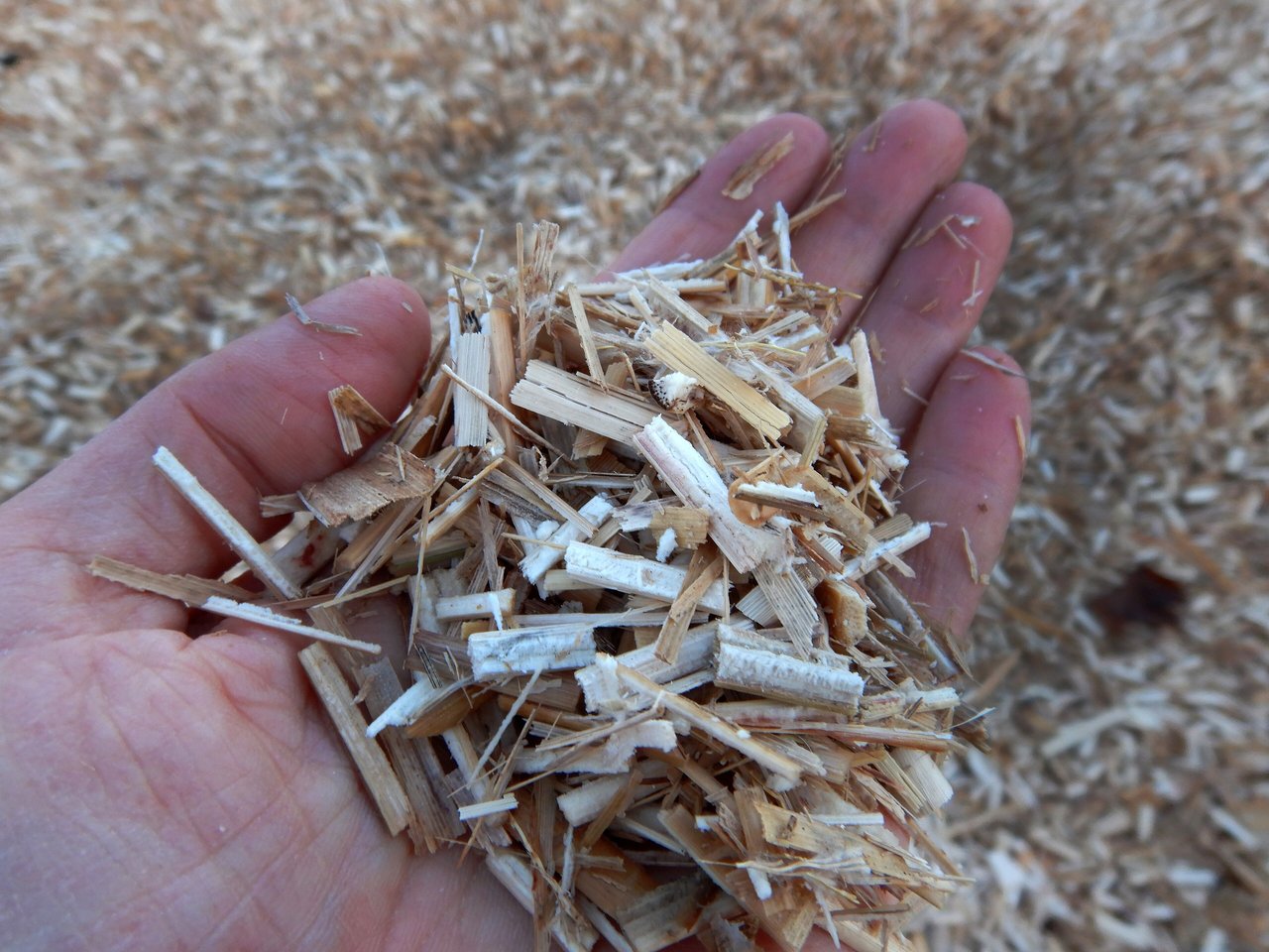 Paillage de miscanthus broyé prêt à l'épandage en sac de jardinage, Lille 2018