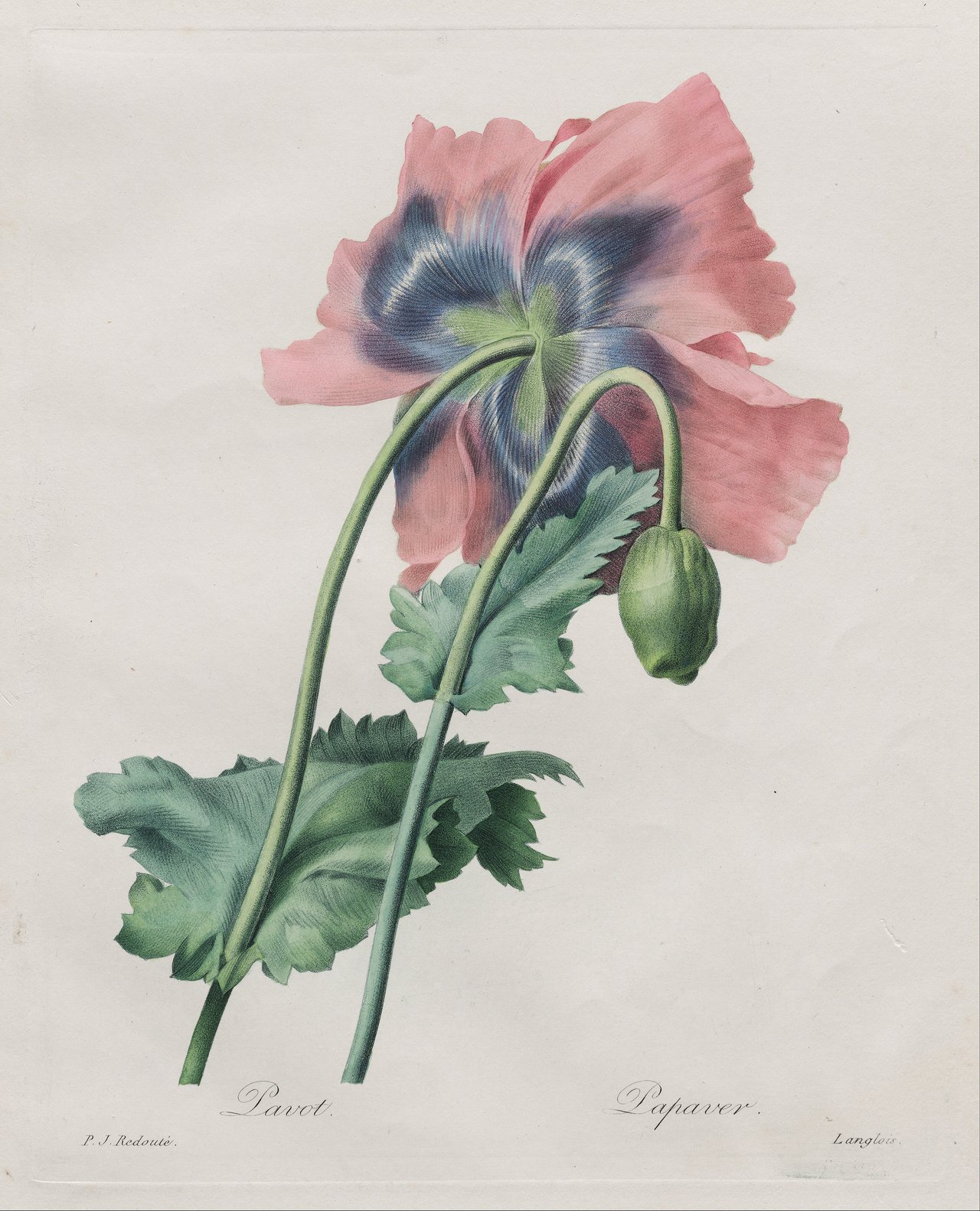 Vlčí mák Papaver rytý Langloisem podle Pierra-Josepha Redoutého, list z díla Choix des Plus Belles Fleurs Panckoucke Paříž 1827, botanická ilustrace dobově současná s květomluvou Cortambertové 1819