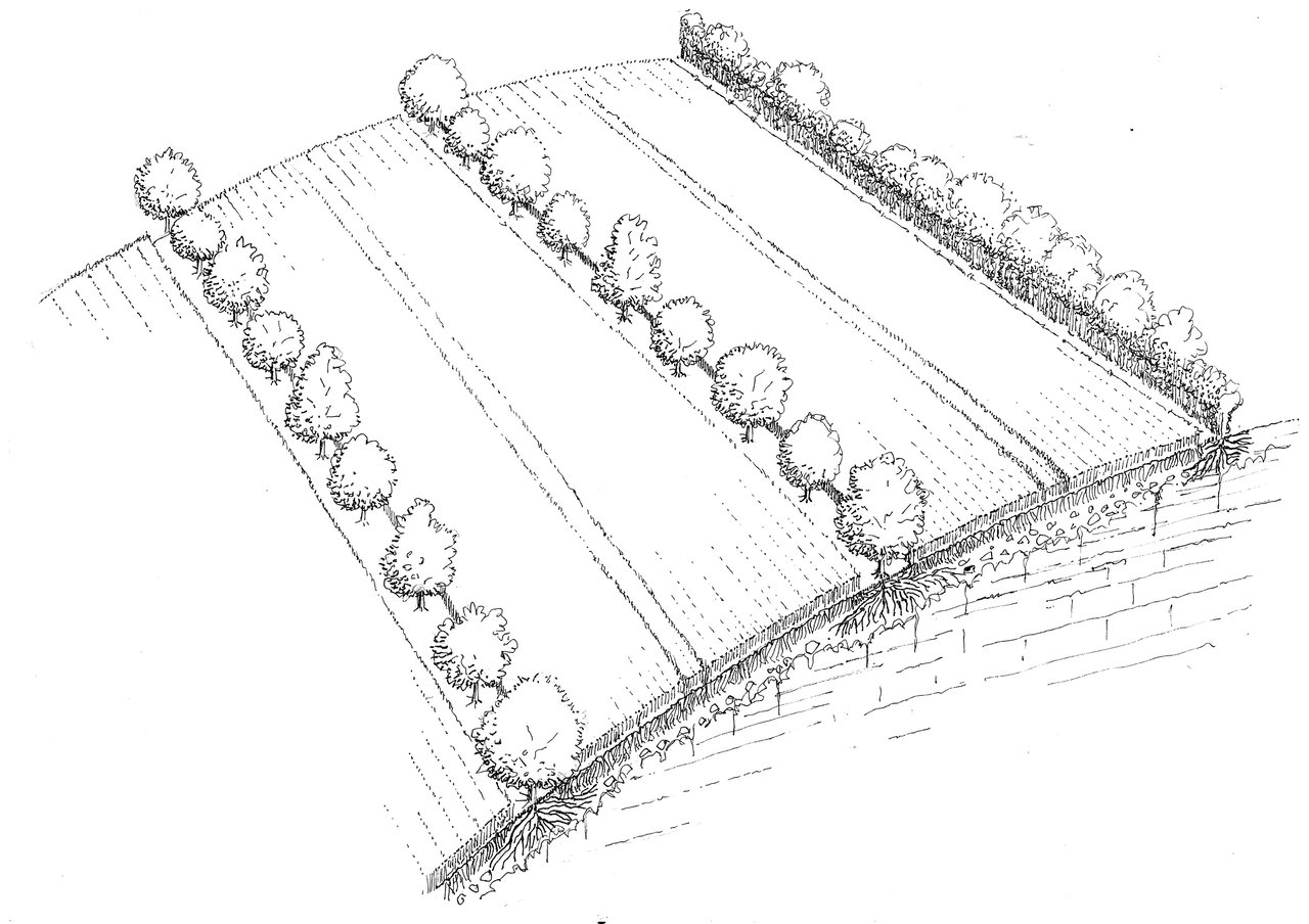 Représentation 3D en coupe d'un coteau planté de lignes agroforestières parallèles aux courbes de niveau