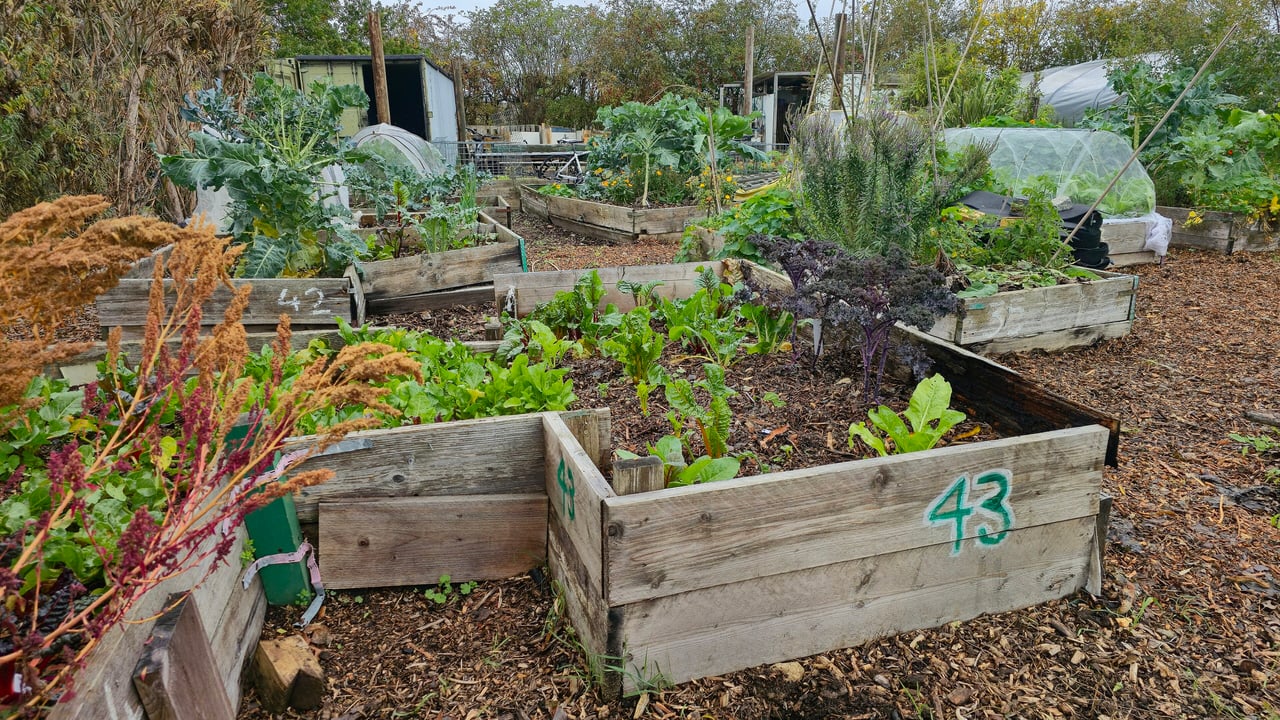 Plusieurs potagers surélevés alignés en plein sud dans un jardin partagé urbain à Londres, cadre bois bas, allée centrale dégagée pour l'ensoleillement.