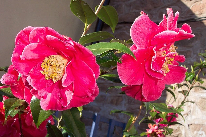 Cultivar Camellia 'Adolphe Audusson', rouge semi-double, RHS Award of Garden Merit, patrimoine horticole nantais évoqué dans la signification camélia rouge.