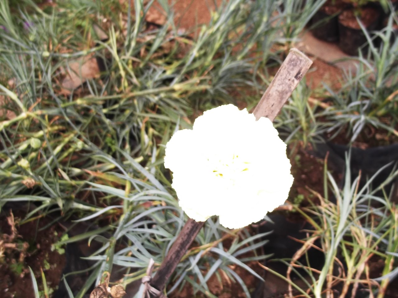 Žlutý karafiát kultivar Floristan (Dianthus caryophyllus), floriografický kód pohrdání a odmítnutí u Charlotte de la Tour