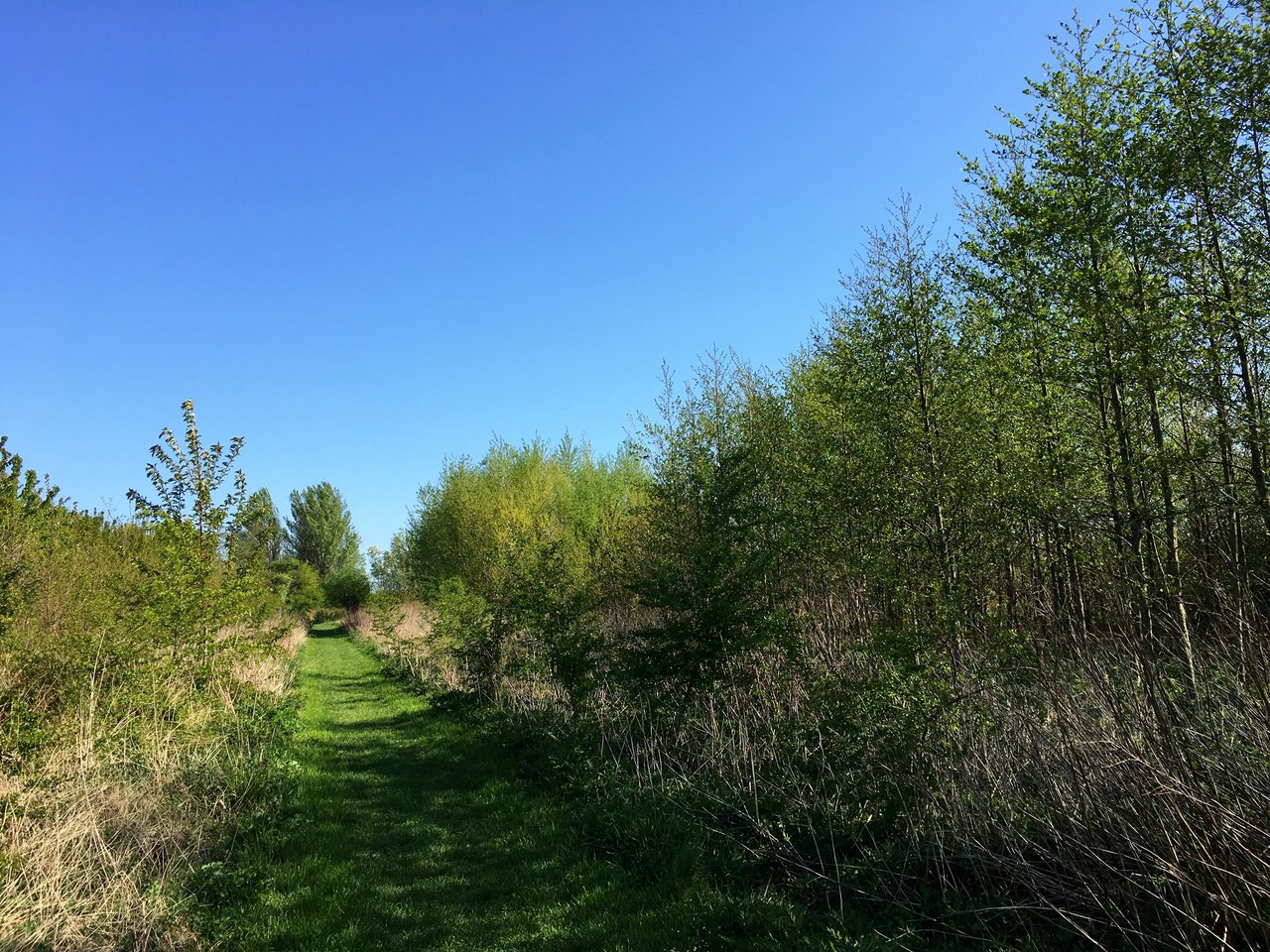 Sentier traversant un jardin-forêt mature à Landgoed Doornik (Pays-Bas), canopée arborée et strates herbacées en été