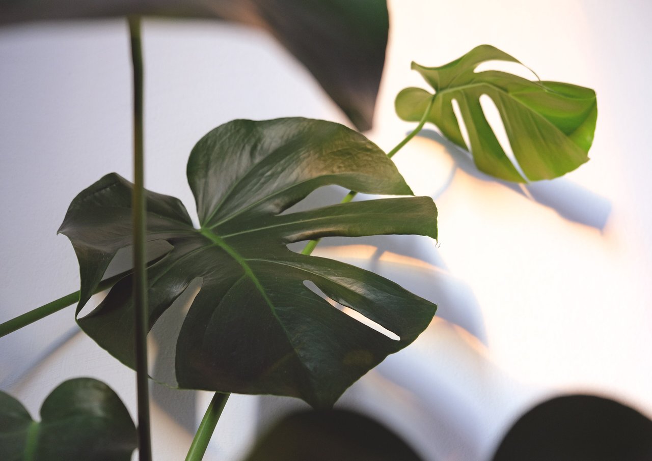 Monstera deliciosa cultivé en pot dans un intérieur lumineux