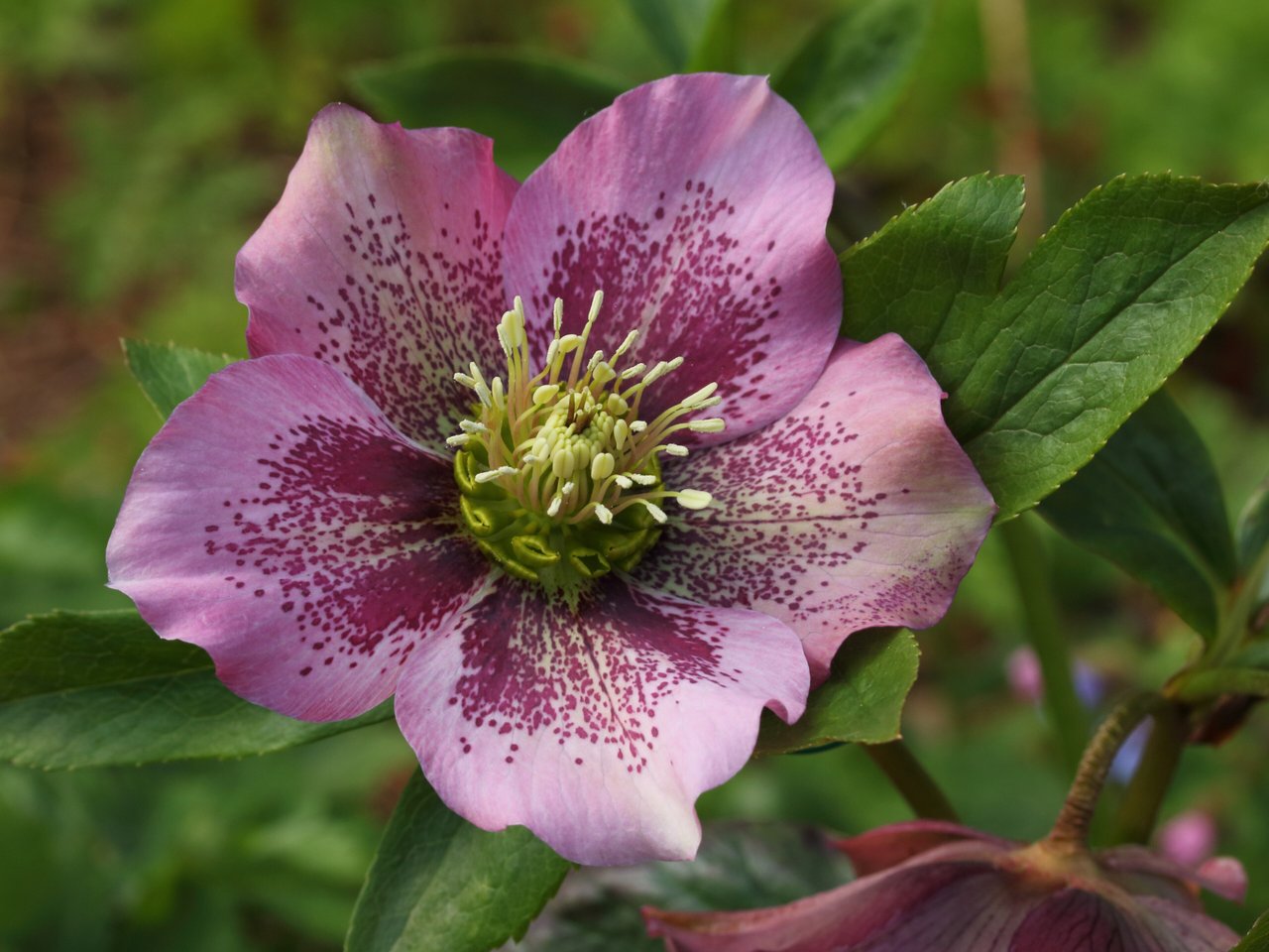 Fleur rosée d'hellébore d'Orient en fin d'hiver
