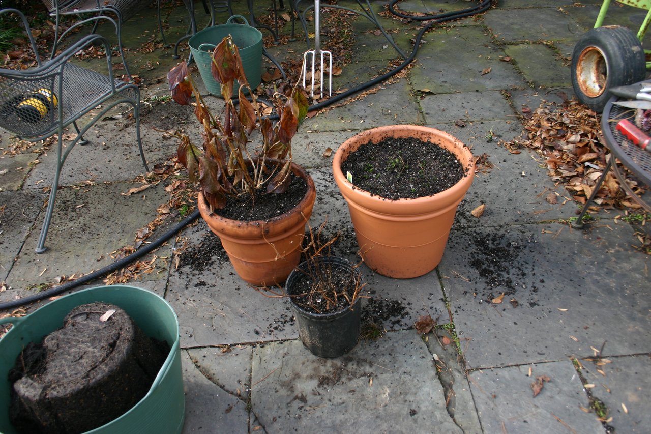 Trois plantes d'intérieur fraîchement rempotées dans de nouveaux pots remplis de terreau