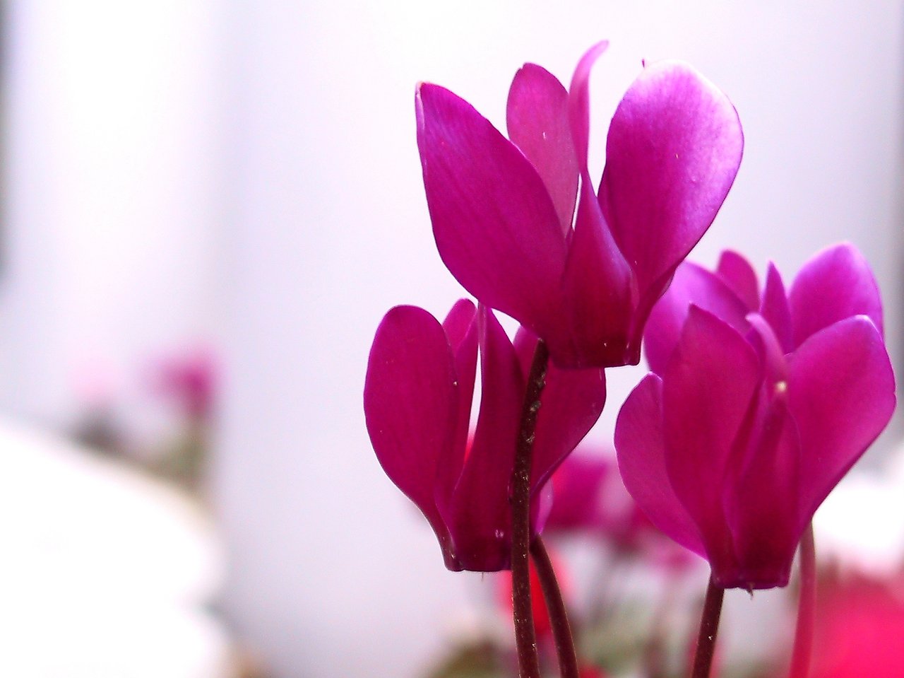 Kvetoucí Cyclamen persicum, růžové vzhůru ohrnuté květy nad stříbřitě mramorovaným listem, pilíř podzimního a zimního truhlíku
