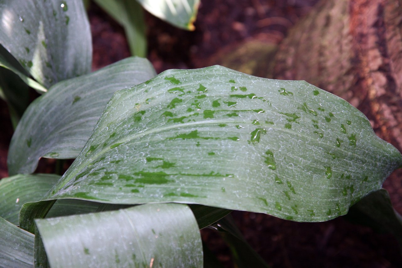 Larges feuilles vert sombre d'un aspidistra