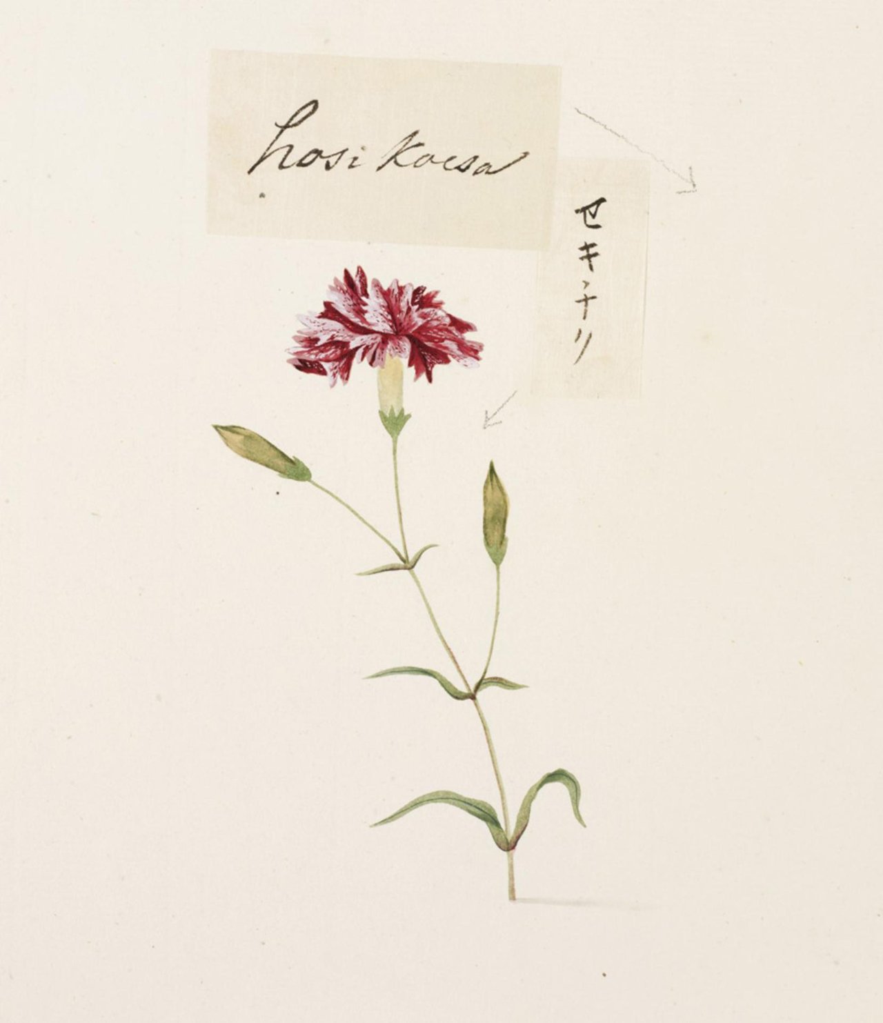 Akvarel Dianthus caryophyllus od Ishizakiho Yūshiho (zbierka Cock Blomhoff), strapkaté červené a ružové lupienky