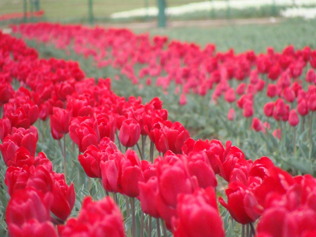 Záhon červených tulipánů v plném jarním květu