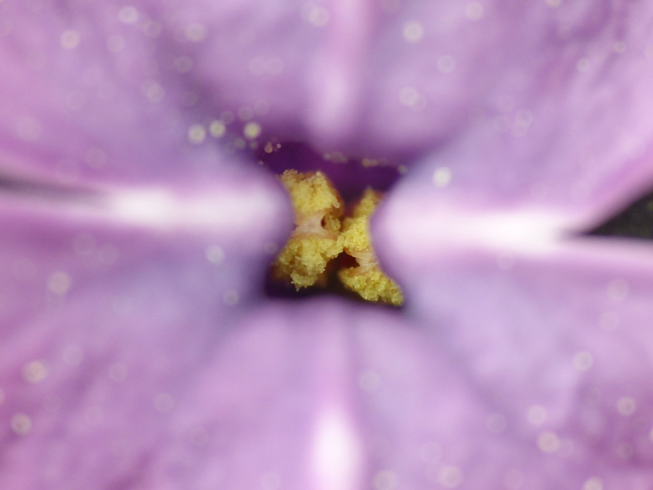 Grappes de fleurs mauves de lilas commun en pleine floraison printanière