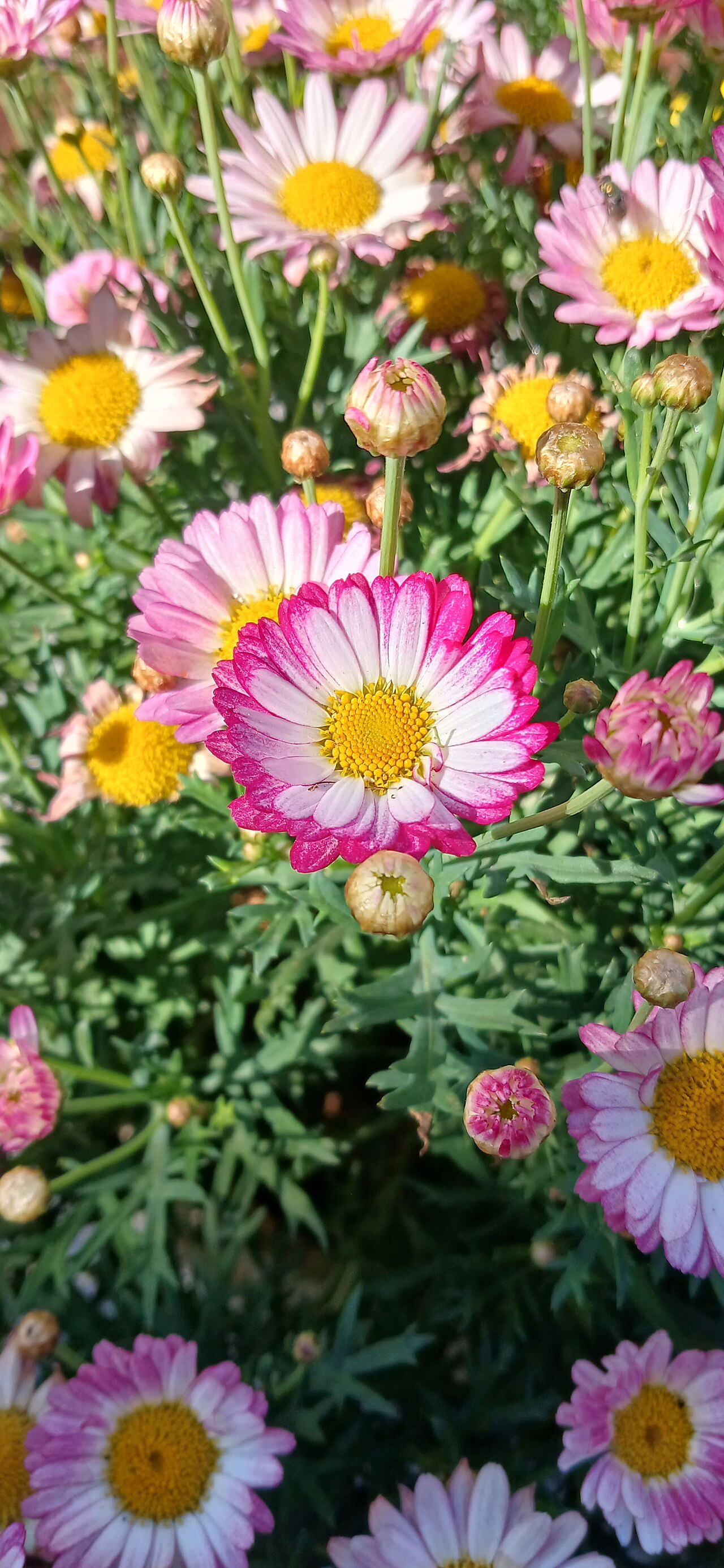 Argyranthemum frutescens kultivar Pomponette Pink, kanárská kopretina růžová, bledě růžové jazykové kvítky uspořádané do bambulky