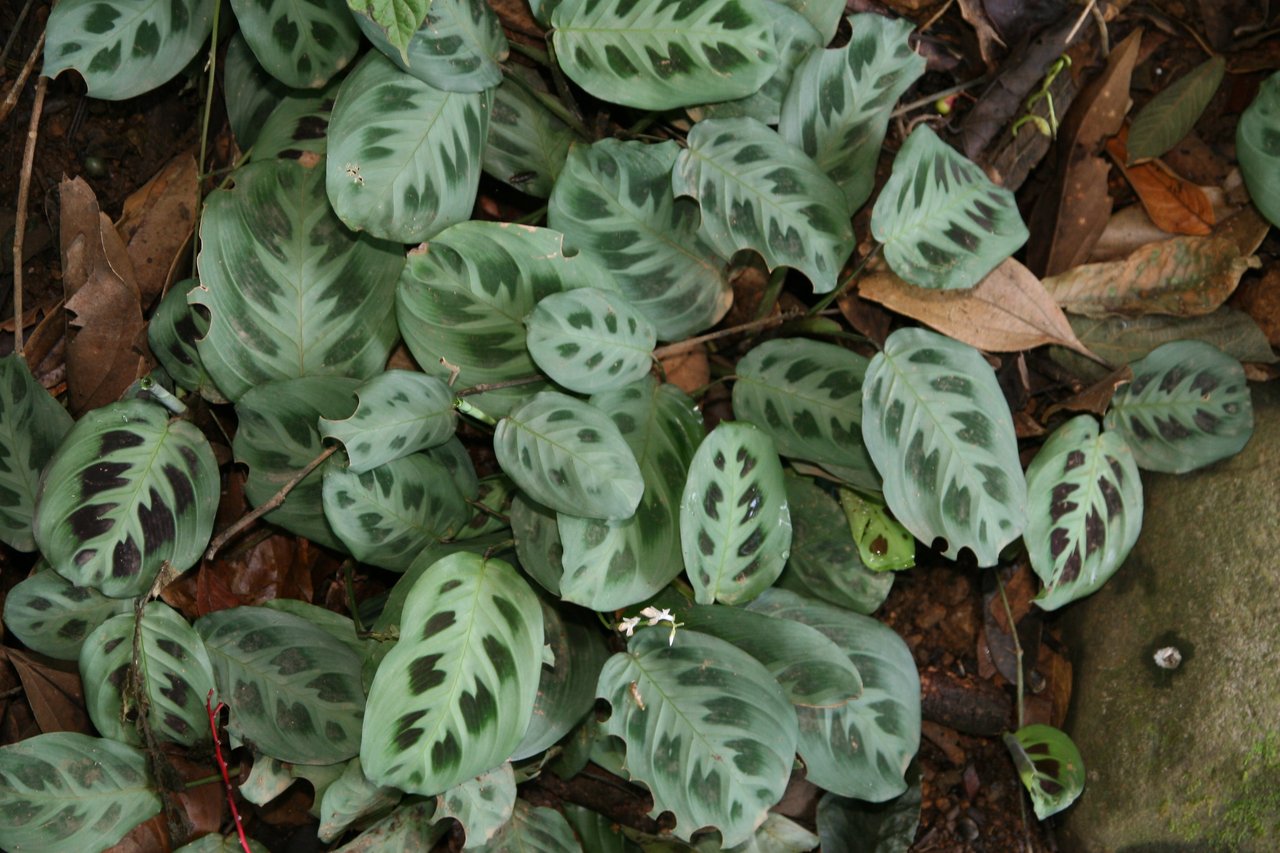 Maranta (Maranta leuconeura), plante qui prie au feuillage nervuré, non toxique chat chien