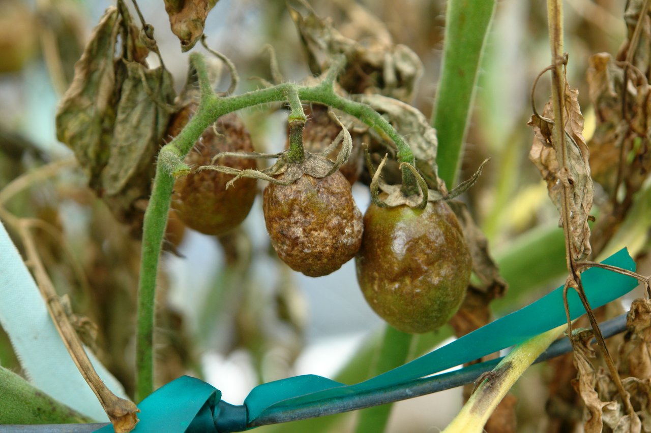 Fruits de tomate atteints de mildiou, larges plages brunes marbrées et fermes qui gagnent la chair du fruit