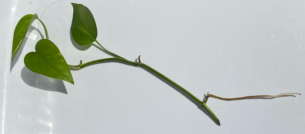 Řízek zlatého potosu (Epipremnum aureum) ve skleněné nádobě s bílými kořeny viditelnými u nodů