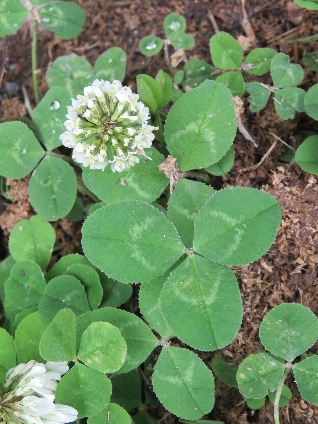 Trèfle blanc (Trifolium repens) à trois folioles en fleur dans une prairie alpine