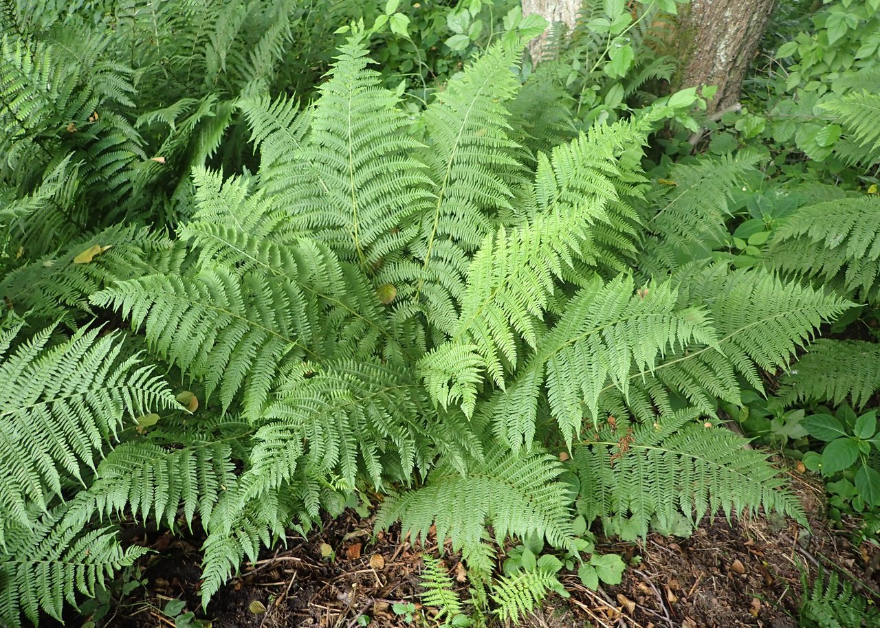 Frondes vert clair d'une fougère femelle (Athyrium filix-femina) déployées dans une lumière douce et fraîche