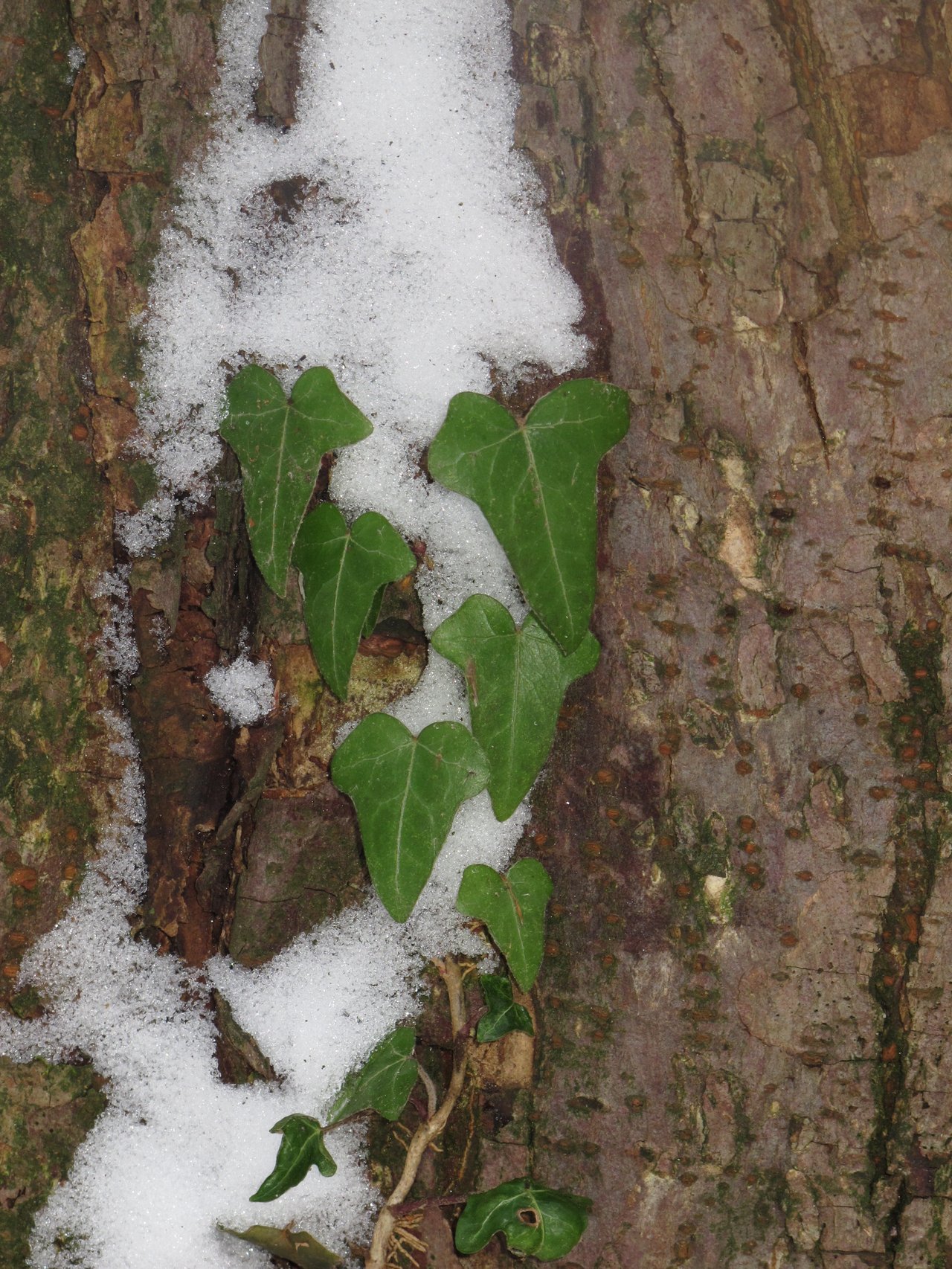 Feuillage vert luisant de lierre grimpant (Hedera helix) couvrant un support ombragé
